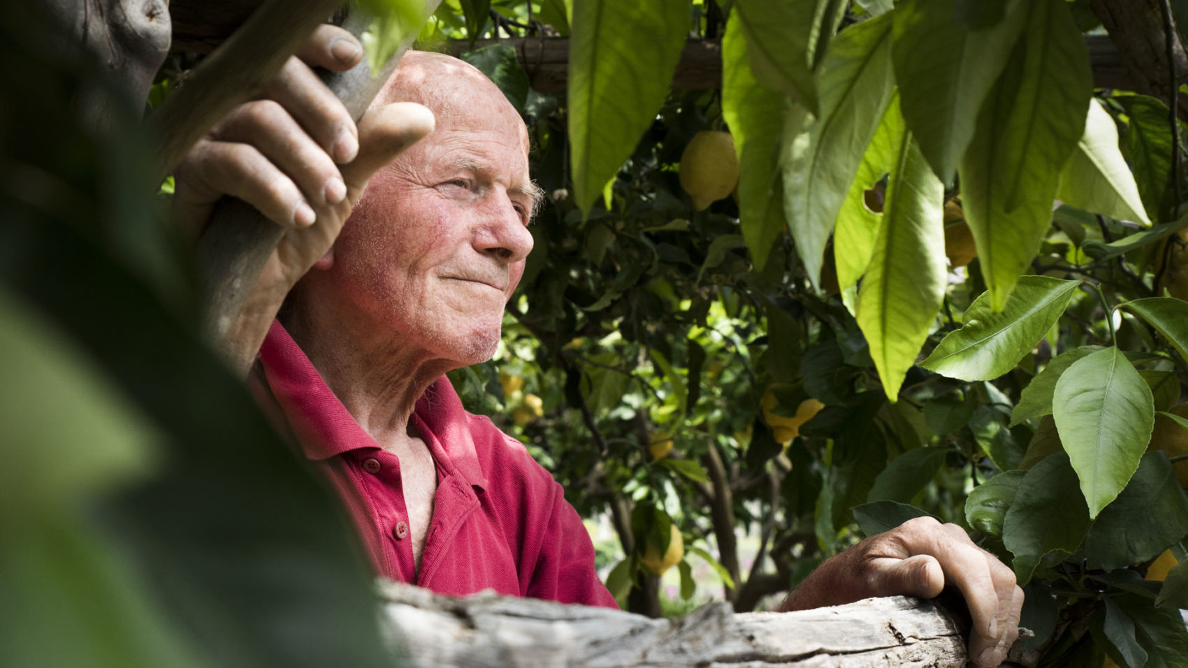 About Us – Amalfi Lemon Experience